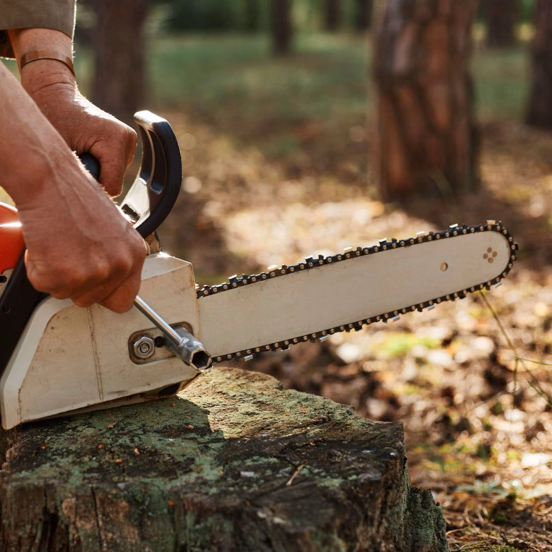Two hands adjust the chain of a chainsaw resting on a mossy tree stump in the forest.