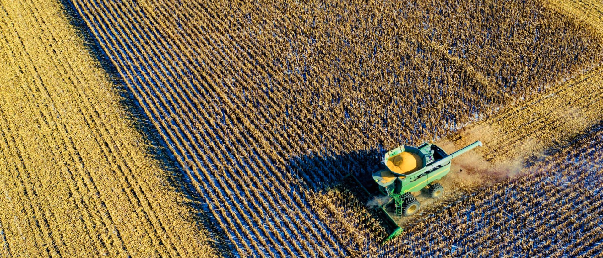 An aerial view of a combine harvester cutting a broad diagonal line through a ripe field, chaff drifting behind it.