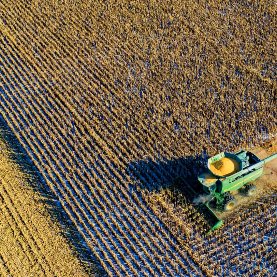 An aerial view of a combine harvester cutting a broad diagonal line through a ripe field, chaff drifting behind it.